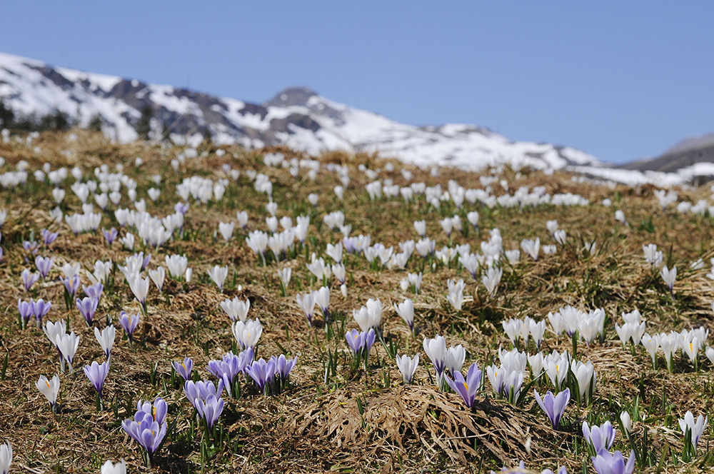 Bergfrühling auf der Alp Tamons. Bild: Comet Photoshopping GmbH, Ueli Meier Bergfrühling auf der Alp Tamons. Bild: Comet Photoshopping GmbH, Ueli Meier